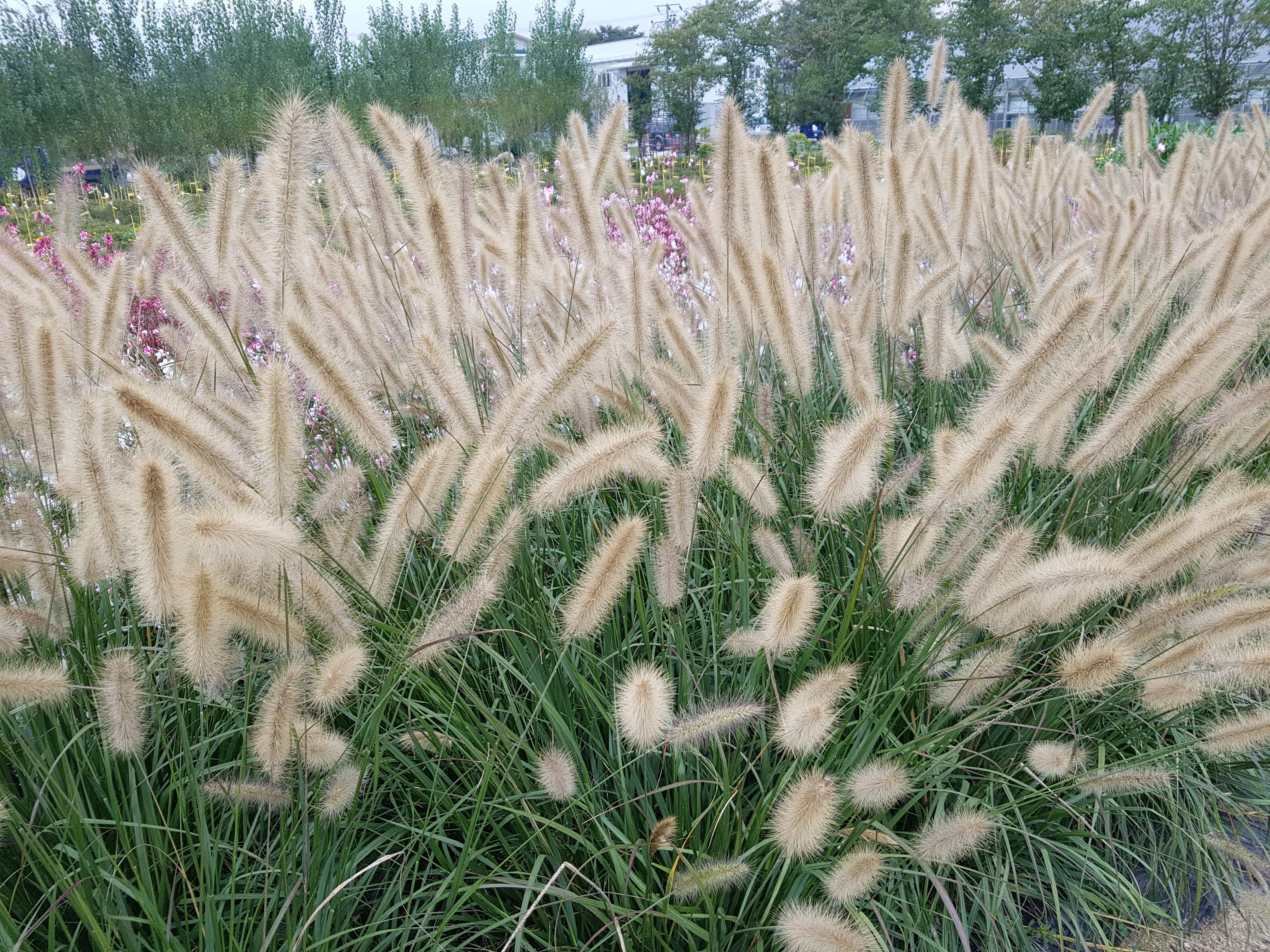 Pennisetum alopecuroides ‘Giant Brush’